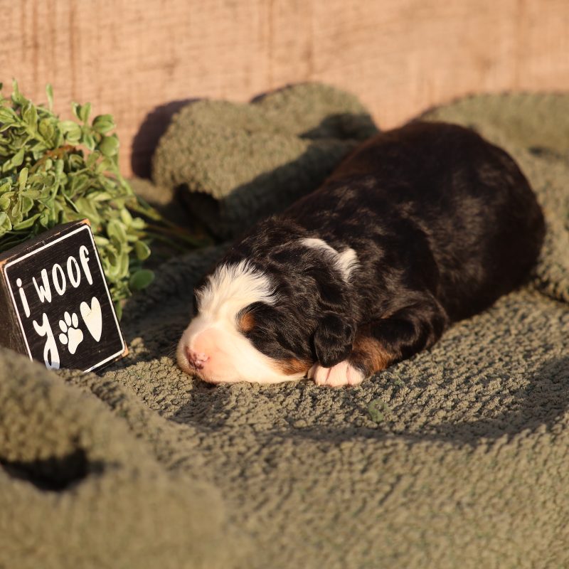 ultra bernedoodle for sale