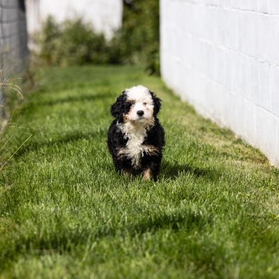 ultra bernedoodle puppy lancaster pa