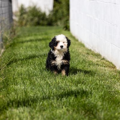 ultra bernedoodle puppy pa