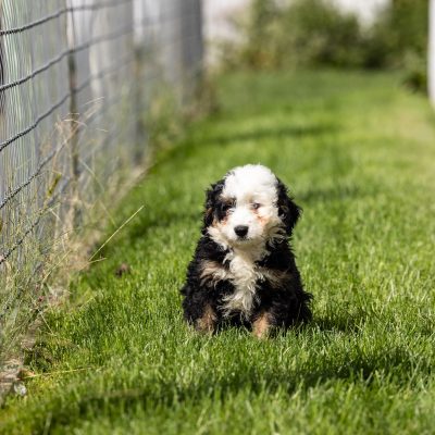 ultra bernedoodle puppy